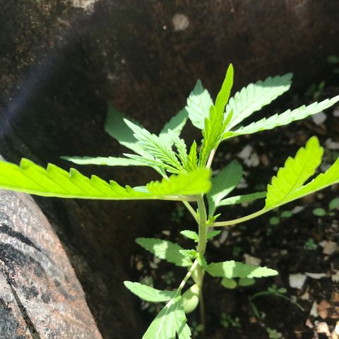 Franciele  growlog timeline photo