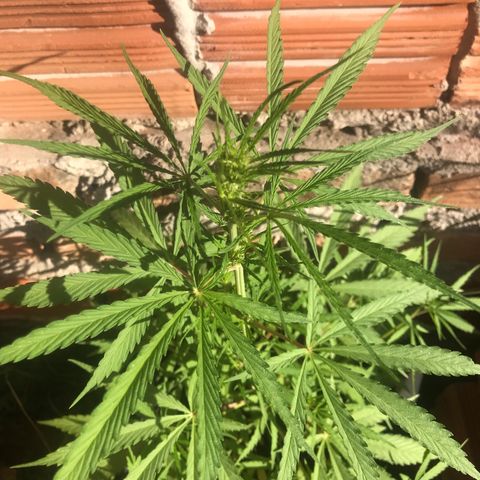 Franciele  growlog photo: Início de flora 