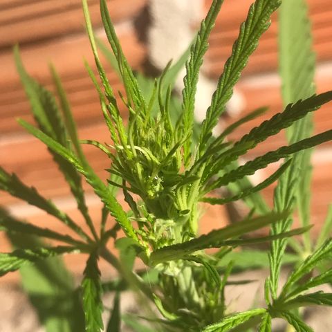 Franciele  growlog photo: Início de flora 