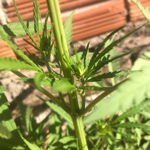 Franciele  growlog photo: Início de flora 
