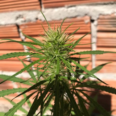 Franciele  growlog timeline photo