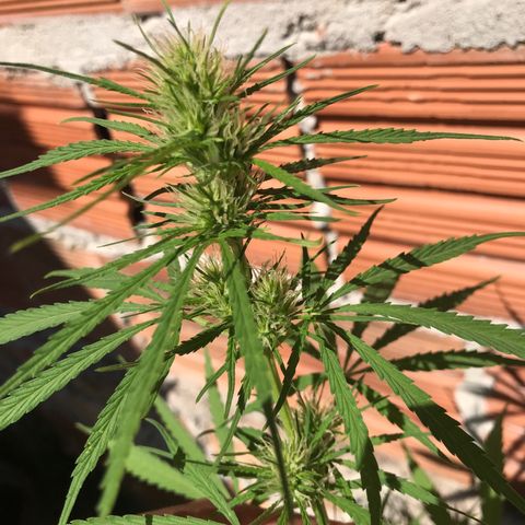 Franciele  growlog timeline photo