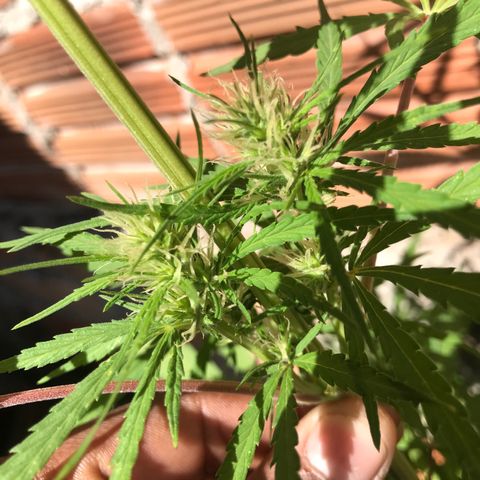 Franciele  growlog timeline photo