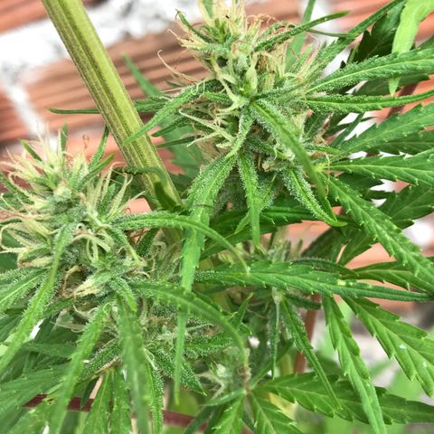Franciele  growlog timeline photo