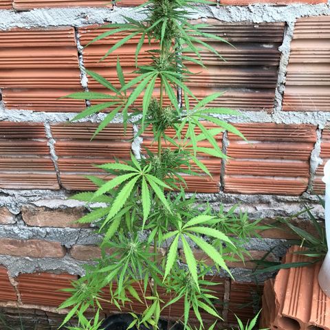 Franciele  growlog timeline photo