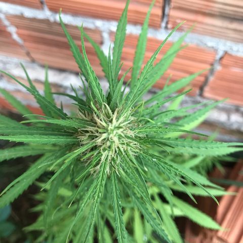 Franciele  growlog timeline photo