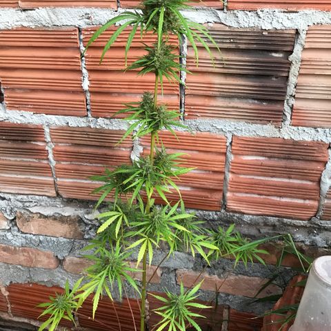 Franciele  growlog timeline photo