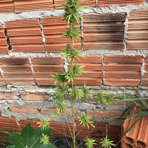 Franciele  growlog timeline photo