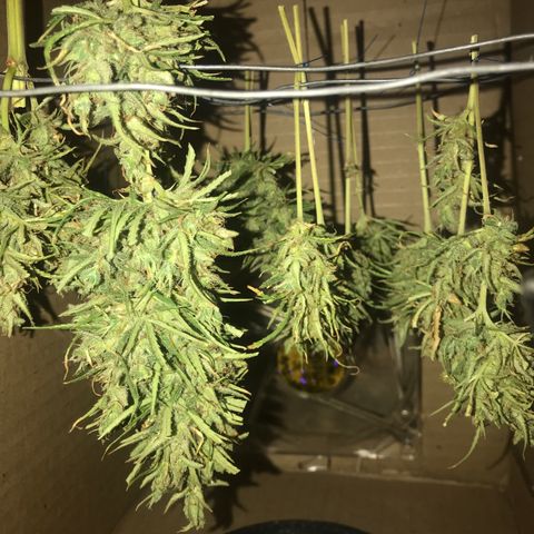 Franciele  growlog timeline photo