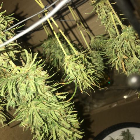 Franciele  growlog timeline photo