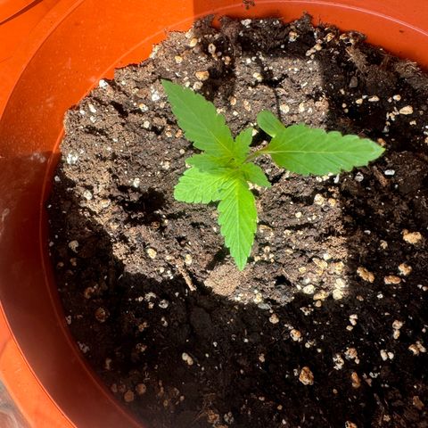 Lemon Haze 1 growlog timeline photo