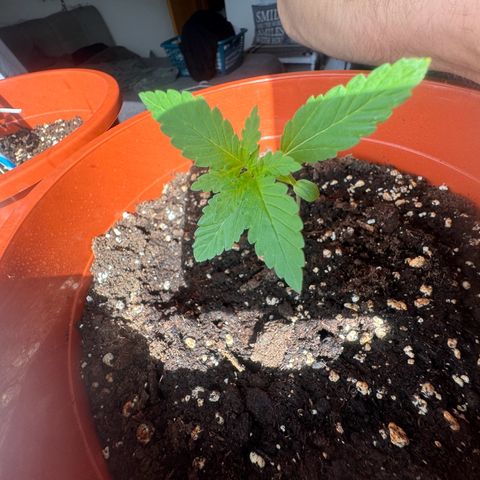 Lemon Haze 1 growlog timeline photo