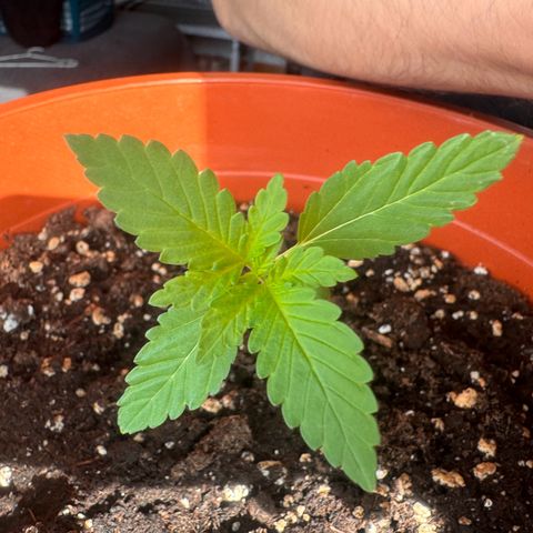 Lemon Haze 1 growlog timeline photo