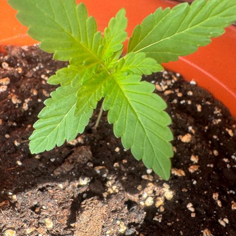 Lemon Haze 1 growlog timeline photo