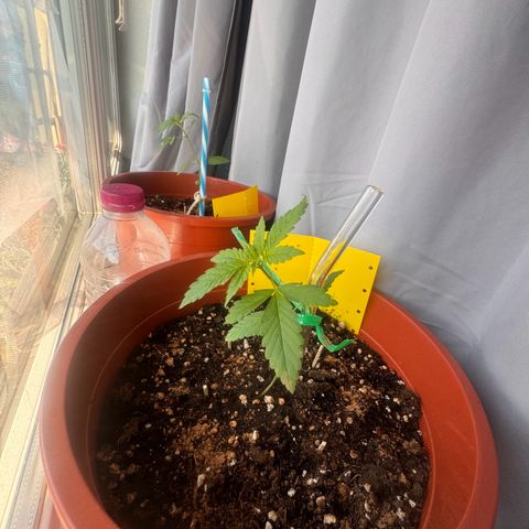 Lemon Haze 1 growlog timeline photo