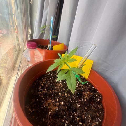 Lemon Haze 1 growlog timeline photo