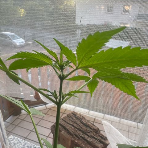 Lemon Haze 1 growlog timeline photo