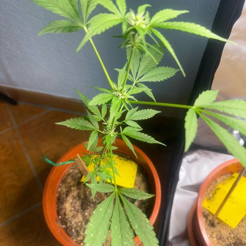 Lemon Haze 1 growlog timeline photo
