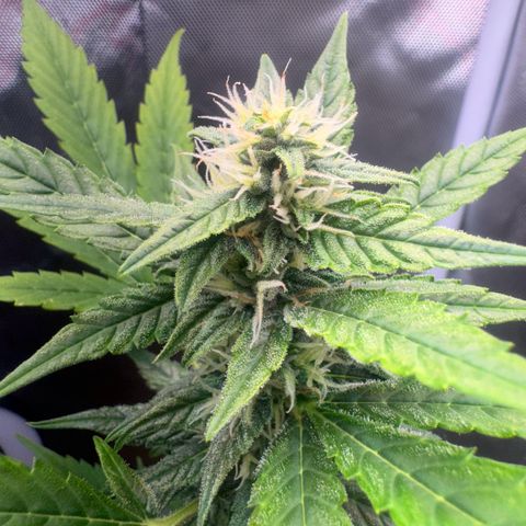 Lemon Haze 1 growlog timeline photo