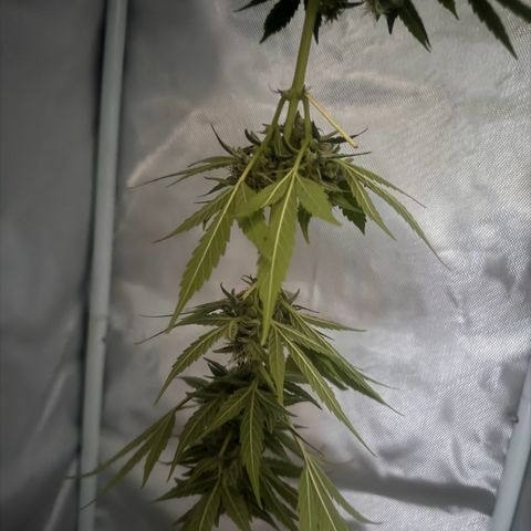 Lemon Haze 1 growlog timeline photo