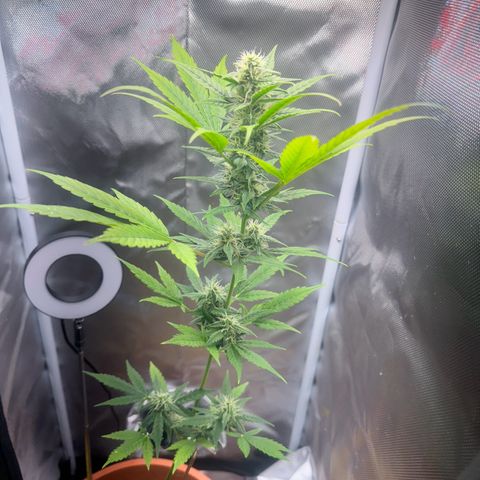 Lemon Haze 1 growlog timeline photo