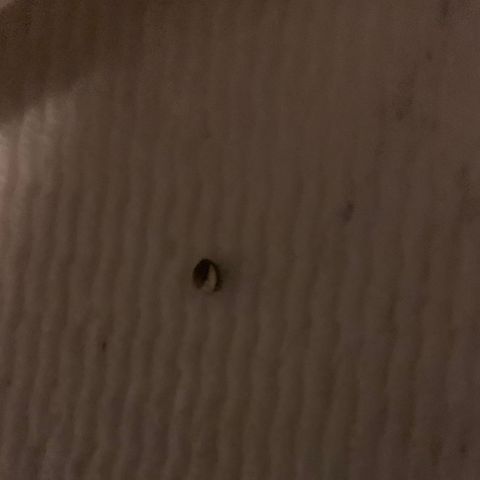 Sativa star mother 1&2 growlog photo: First seed to open