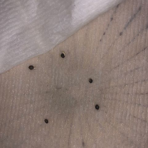 Sativa star mother 1&2 growlog photo: 4 have germinated. Almost dried out night before. 