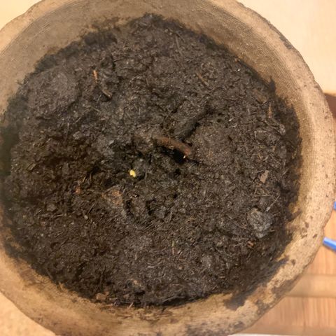 Sativa star mother 1&2 growlog photo: Plant 1 first germinated planted day or two late