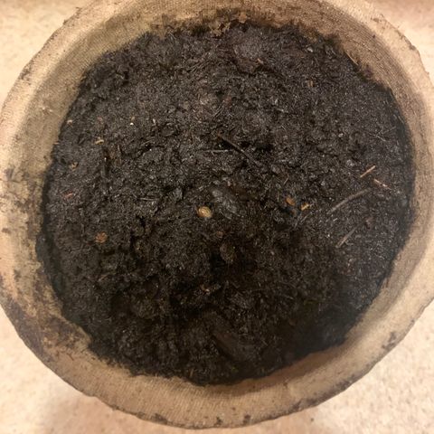 Sativa star mother 1&2 growlog photo: Plant 2 planted maybe day late. 