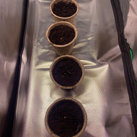 Sativa star mother 1&2 growlog photo: Morning pictures 