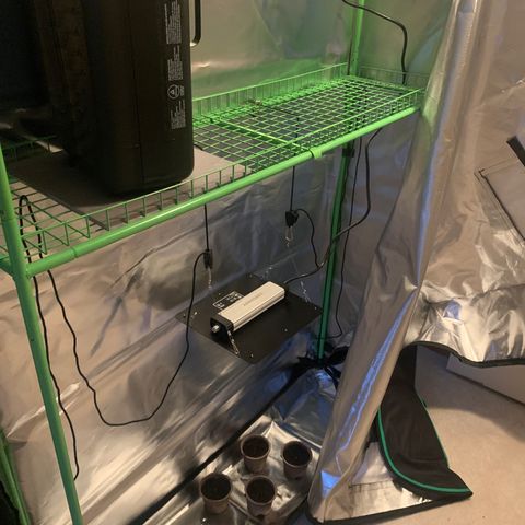 Sativa star mother 1&2 growlog timeline photo