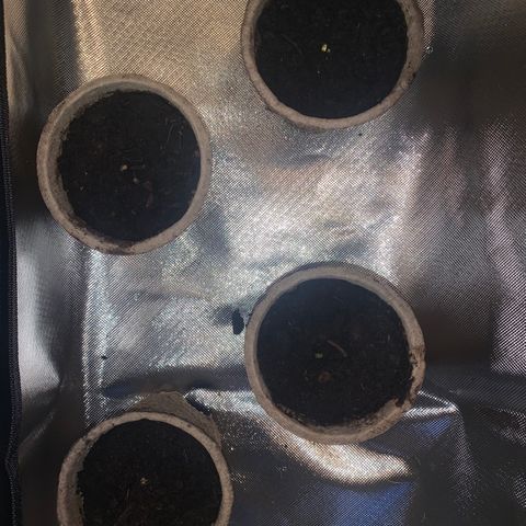 Sativa star mother 1&2 growlog timeline photo