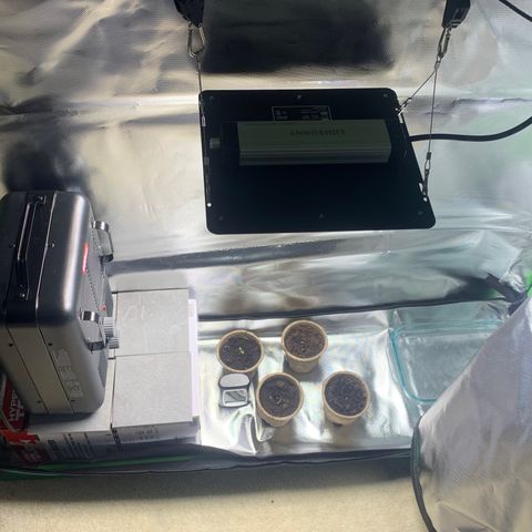 Sativa star mother 1&2 growlog timeline photo