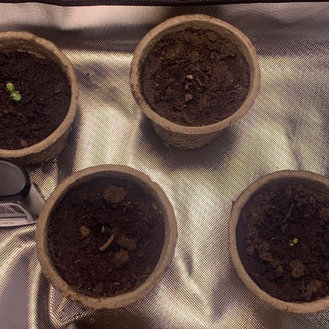 Sativa star mother 1&2 growlog timeline photo