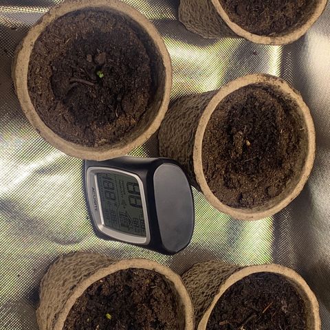 Sativa star mother 1&2 growlog timeline photo