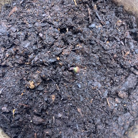 Sativa star mother 1&2 growlog photo: Humidity still low plants are growing slow. Hooked up humidifier to tent to bring up humidity 