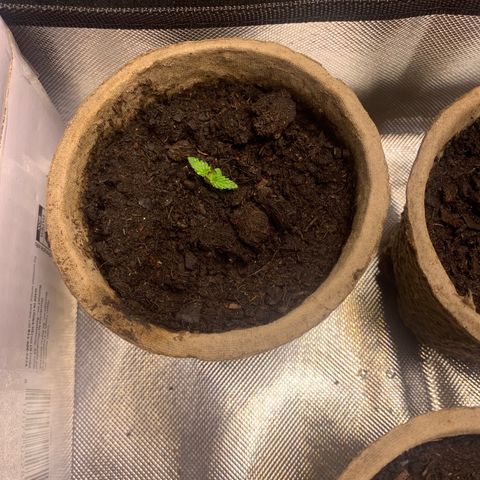 Sativa star mother 1&2 growlog photo: Humidity still low plants are growing slow. Hooked up humidifier to tent to bring up humidity 
