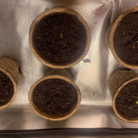 Sativa star mother 1&2 growlog photo: Humidity still low plants are growing slow. Hooked up humidifier to tent to bring up humidity 