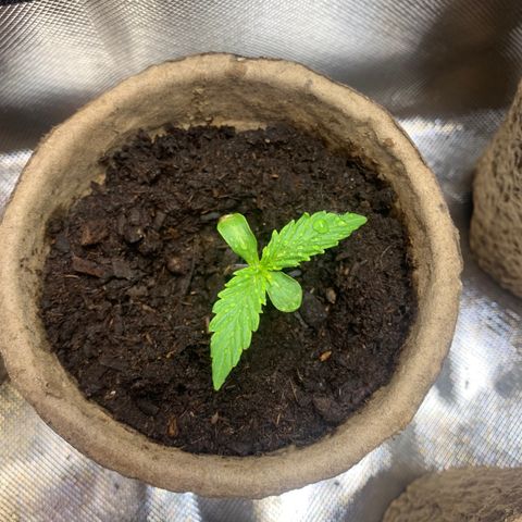 Sativa star mother 1&2 growlog photo: Humidity still low plants are growing slow. Hooked up humidifier to tent to bring up humidity 