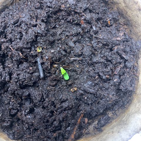 Sativa star mother 1&2 growlog photo: Humidity still low plants are growing slow. Hooked up humidifier to tent to bring up humidity 