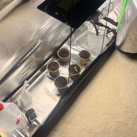 Sativa star mother 1&2 growlog timeline photo