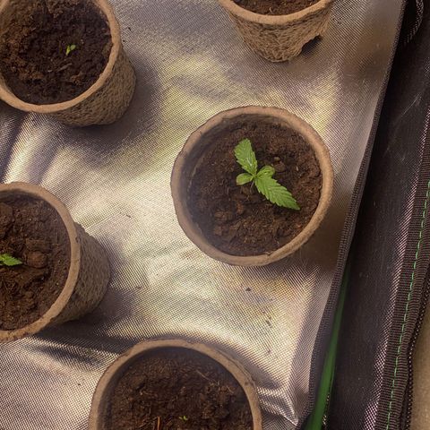 Sativa star mother 1&2 growlog timeline photo