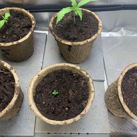 Sativa star mother 1&2 growlog timeline photo