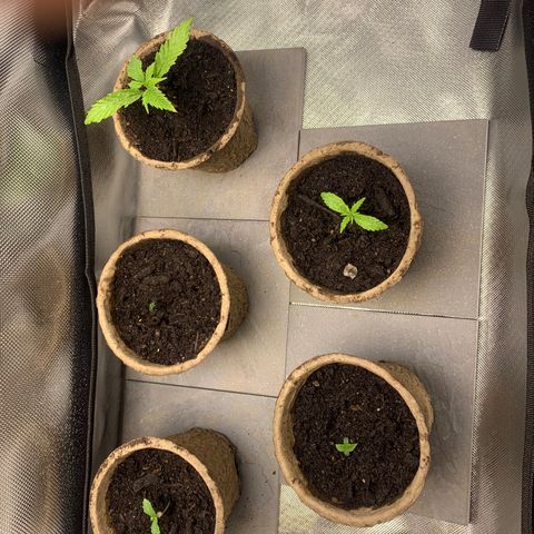 Sativa star mother 1&2 growlog timeline photo