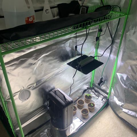 Sativa star mother 1&2 growlog photo: Put humidifier in grow room 3, and a vent through the wall between. Turned heater around so it’s not blowing hot air on top of plants 
