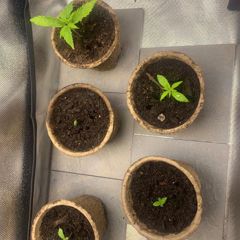 Sativa star mother 1&2 growlog timeline photo