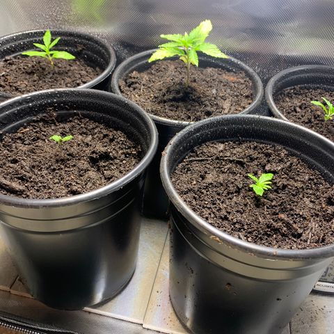 Sativa star mother 1&2 growlog photo: Color starting to come back 
