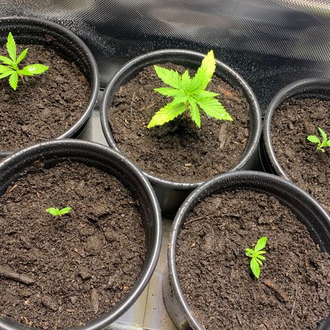 Sativa star mother 1&2 growlog photo: Color starting to come back 