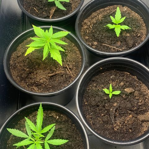 Sativa star mother 1&2 growlog photo: Boomerang, nutrients and continuously raising ph