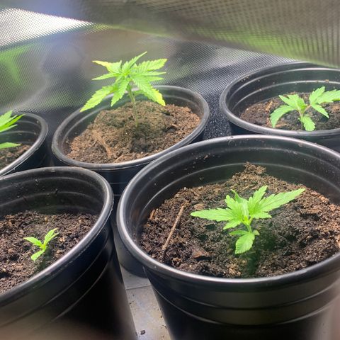 Sativa star mother 1&2 growlog photo: Boomerang, nutrients and continuously raising ph